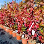 Javor červený (Acer rubrum) ‘OCTOBER GLORY’- výška 70-100 cm, kont. C5L